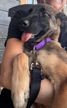 Belgian Shepherd Malinois Dogs Available for Adoption in Imlay City, Michigan - Nelly Fur-Tado - Located In Oklahoma | PetCurious