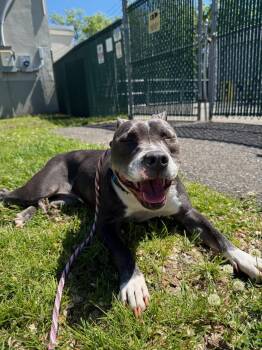 Pit Bull Terrier Dogs Available for Adoption in Teterboro, New Jersey - Jazmin | PetCurious