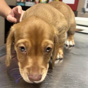 Onion Bagel -  Beagle Dog for Adoption in Newport, North Carolina - Onion Bagel | PetCurious
