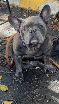 brice -  French Bulldog Dog for Adoption in Margate, Florida - Brice | PetCurious