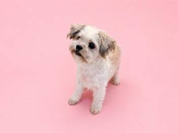 SWEETIE PIE -  Maltese and Mixed Breed Dog for Adoption in Doral, Florida - SWEETIE PIE | PetCurious