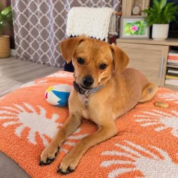 Bertha -  Chihuahua Dog for Adoption in Coachella, California - Bertha | PetCurious