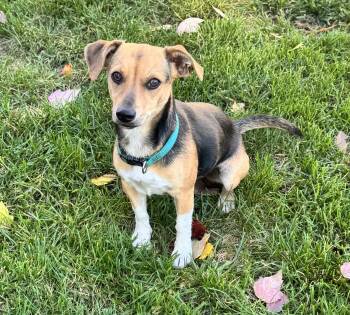 Rescue Beagle and Dachshund Dogs for Adoption in Gainesville, Virginia - Laverne | PetCurious
