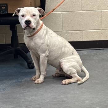 Rescue Mixed Breed Dogs for Adoption in Memphis, Tennessee - Glen | PetCurious