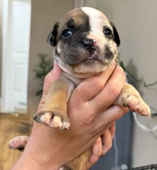 Esmond -  English Bulldog Dog for Adoption in Corona, California - Esmond | PetCurious