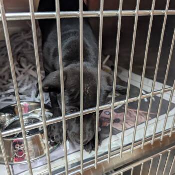 Mixed Breed Dogs Available for Adoption in Lakeland, Florida - Umbra | PetCurious