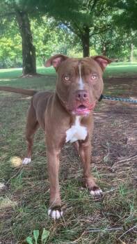 Coltrane -  Pit Bull Terrier Dog for Adoption in Springfield, Illinois - Coltrane | PetCurious