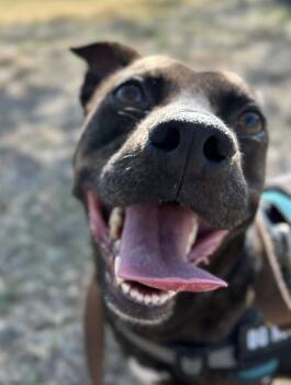 Rescue Retriever Dogs for Adoption in San Antonio, Texas - Rigsby | PetCurious