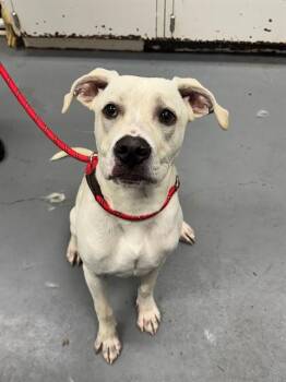 BLANDA -  Pit Bull Terrier Dog for Adoption in Peoria, Illinois - BLANDA | PetCurious