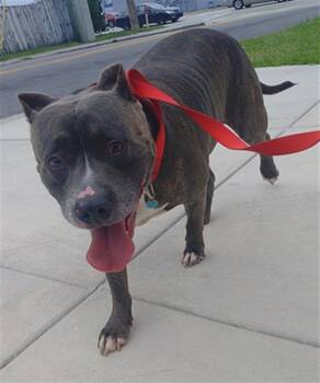 American Staffordshire Terrier Dogs Available for Adoption in Fort Lauderdale, Florida - KIRON | PetCurious