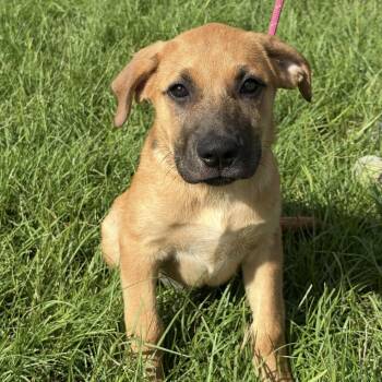 Lisa -  Anatolian Shepherd Dog for Adoption in Sealy, Texas - Lisa | PetCurious