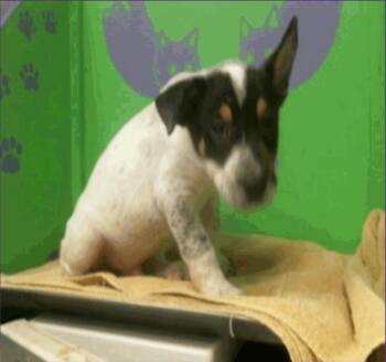 Australian Cattle Dog Blue Heeler Dogs Available for Adoption - Houston | PetCurious