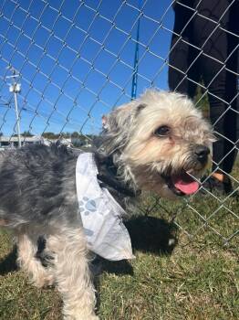 Popo -  Schnauzer and Poodle Dog for Adoption in Blountville, Tennessee - Popo | PetCurious