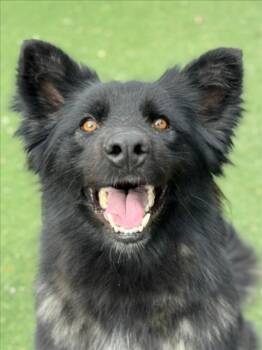 German Shepherd Dog Dogs Available for Adoption - LICORICE | PetCurious
