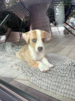 Catahoula Leopard Dog and Cattle Dog Dogs Available for Adoption in Phoenix, Arizona - Salt | PetCurious