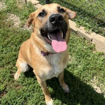 Gibbs -  Mixed Breed Dog for Adoption in Dubuque, Iowa - Gibbs | PetCurious