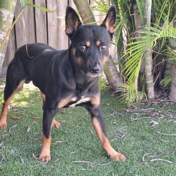 Mixed Breed Dogs Available for Adoption in Loxahatchee Groves, Florida - Douglas 9843 | PetCurious