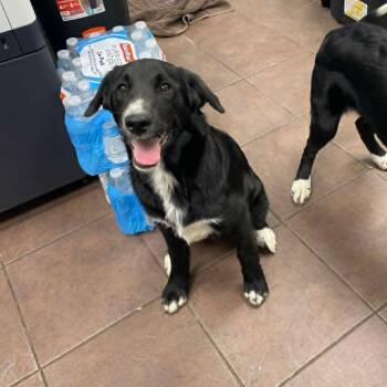 Black Labrador Retriever and Border Collie Dogs Available for Adoption in Austin, Texas - Jesse | PetCurious