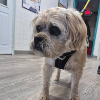 Teddy Ruxpin -  Terrier Dog for Adoption in Newark, New Jersey - Teddy Ruxpin | PetCurious