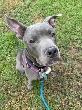 Master Chief -  Mixed Breed Dog for Adoption in Vero Beach, Florida - Master Chief | PetCurious