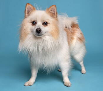 Rescue Pomeranian Dogs for Adoption in Palo Alto, California - Crackerjack | PetCurious