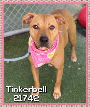 Cirilo/tinkerbell (874) -  Pit Bull Terrier Dog for Adoption in Marietta, Georgia - Cirilo/tinkerbell (874) | PetCurious