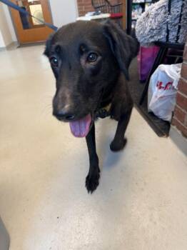 Bear -  Labrador Retriever and German Shepherd Dog Dog for Adoption in New Kensington, Pennsylvania - Bear | PetCurious