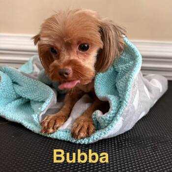 Bubba -  Yorkshire Terrier Dog for Adoption in Charlotte, North Carolina - Bubba | PetCurious