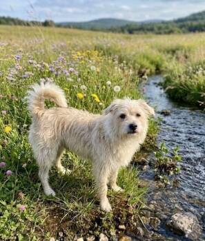 West Highland White Terrier Westie and Cairn Terrier Dogs Available for Adoption in Washington, District Of Columbia - Shaggy | PetCurious
