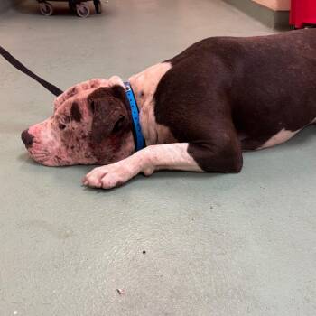 Bravo -  Mixed Breed Dog for Adoption in Memphis, Tennessee - Bravo | PetCurious