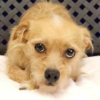 Honey Pot -  Chihuahua and Dachshund Dog for Adoption in Midland, Texas - Honey Pot | PetCurious