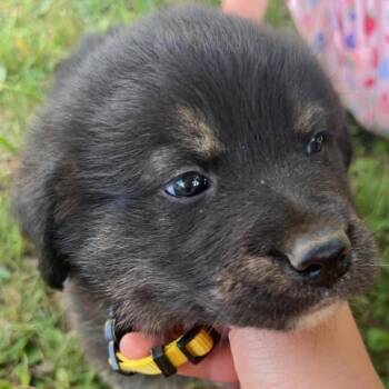Henry -  Great Pyrenees and German Shepherd Dog Dog for Adoption in Fairfax Station, Virginia - Henry | PetCurious