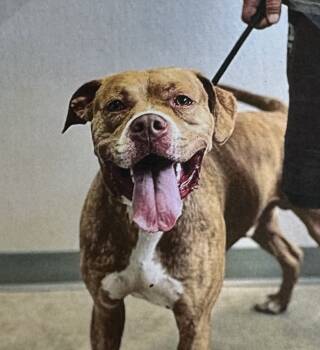 Rescue American Staffordshire Terrier Dogs for Adoption in Fort Madison, Iowa - Lt. Dan | PetCurious