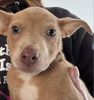 Rescue Chihuahua and Mixed Breed Dogs for Adoption in Hamden, Connecticut - Lisa | PetCurious