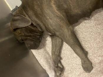 Mastiff and Mixed Breed Dogs Available for Adoption - A607967 | PetCurious