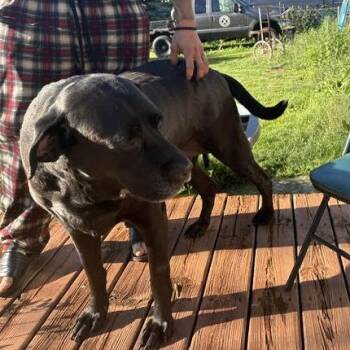 Montaigne D11737 -  Black Labrador Retriever Dog for Adoption - Montaigne D11737 | PetCurious