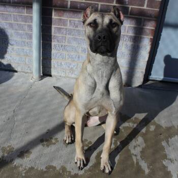 Rescue Mixed Breed Dogs for Adoption in Mcpherson, Kansas - Rue | PetCurious