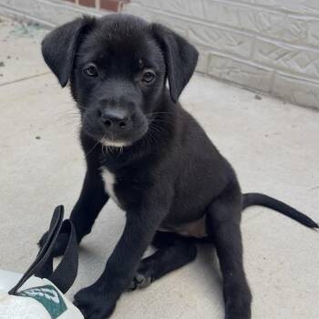 Berry Pie -  Mixed Breed Dog for Adoption in Fredericksburg, Virginia - Berry Pie | PetCurious