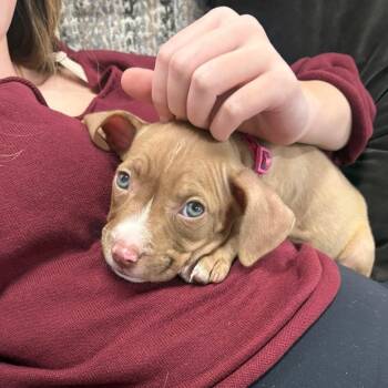 Rescue Pit Bull Terrier Dogs for Adoption in Grafton, Ohio - Marcie | PetCurious