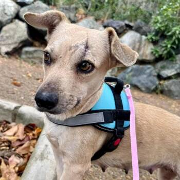 Chihuahua and Mixed Breed Dogs Available for Adoption - Rosa | PetCurious