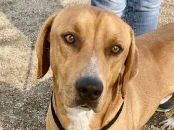 Rescue Mixed Breed Dogs for Adoption in Georgetown, Texas - Canvas | PetCurious