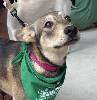 German Shepherd Dog and Labrador Retriever Dogs Available for Adoption in Sanford, North Carolina - Willow | PetCurious