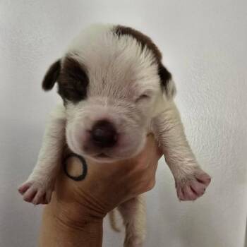 Cupid Shuffle -  Australian Shepherd and Mixed Breed Dog for Adoption in Conway, Arkansas - Cupid Shuffle | PetCurious