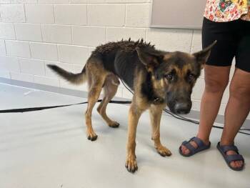 A384887 -  German Shepherd Dog Dog for Adoption in Ocala, Florida - A384887 | PetCurious