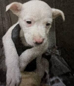 Lexi -  Mixed Breed Dog Available for Adoption in New Windsor, New York - Lexi | PetCurious