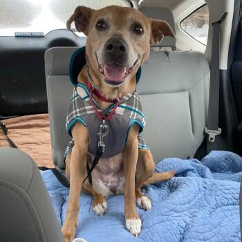 Rescue Labrador Retriever Dogs for Adoption in Darien Center, New York - Lolita | PetCurious