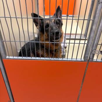 German Shepherd Dog Dogs Available for Adoption in Philadelphia, Pennsylvania - King | PetCurious