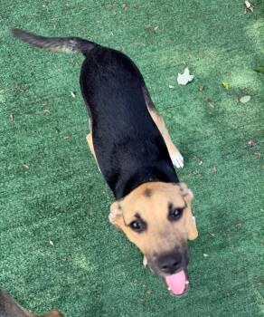 Ava -  Retriever Dog for Adoption in Valley Stream, New York - Ava | PetCurious