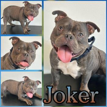 Joker -  American Bully and Pit Bull Terrier Dog for Adoption in Hatfield, Pennsylvania - Joker | PetCurious