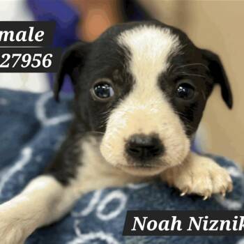 Noah Niznik D11357 -  Terrier and Chihuahua Dog for Adoption - Noah Niznik D11357 | PetCurious